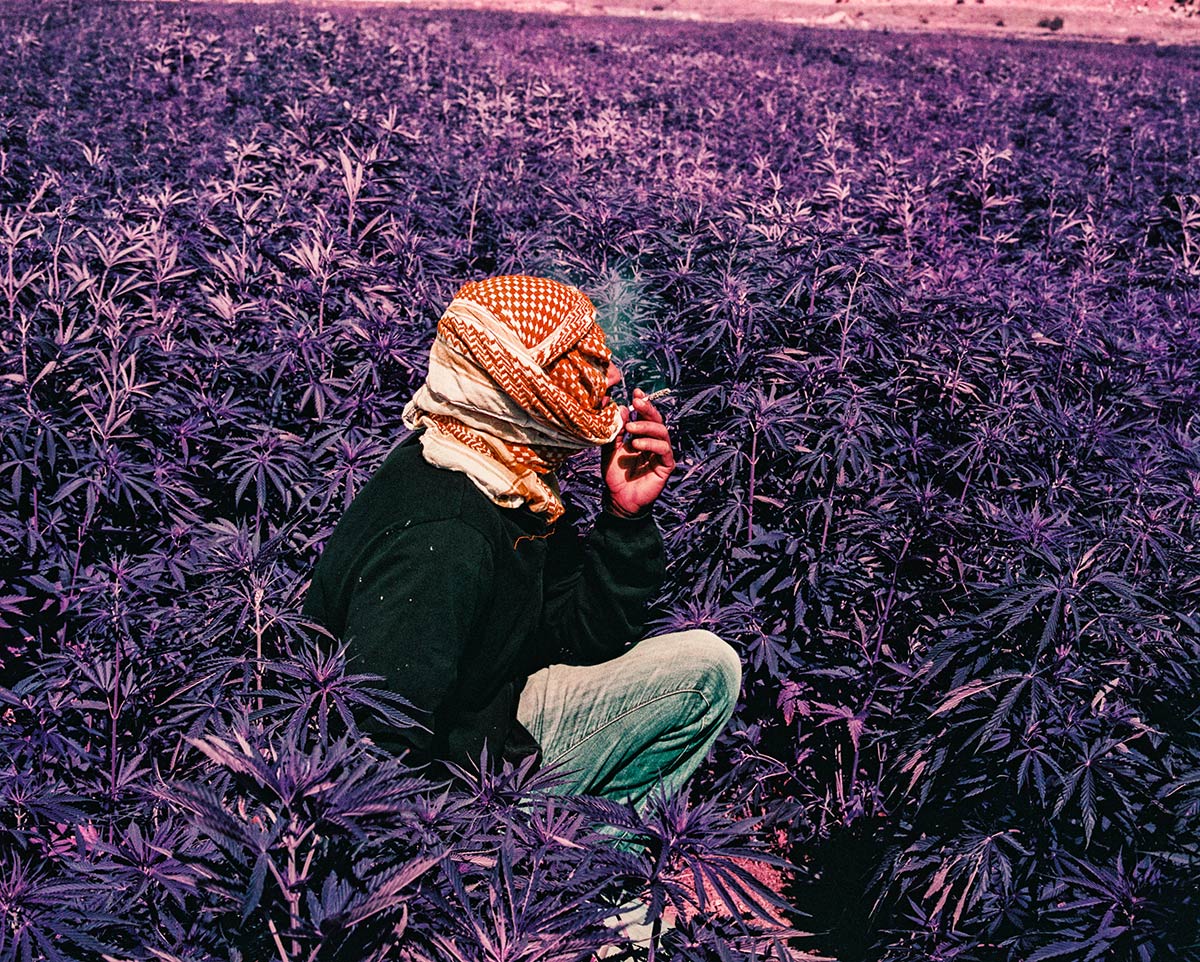 A cannabis worker sitting in a field of purple leaves, head wrapped in a red and white keffiyeh, having a relaxing smoke break